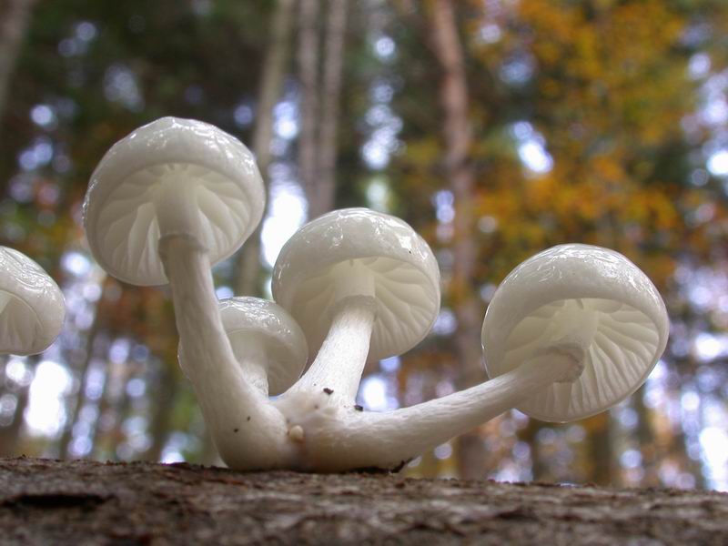 Oudemansiella mucida. Scheda fotografica